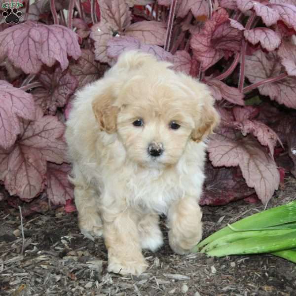 Hybiscus, Maltipoo Puppy